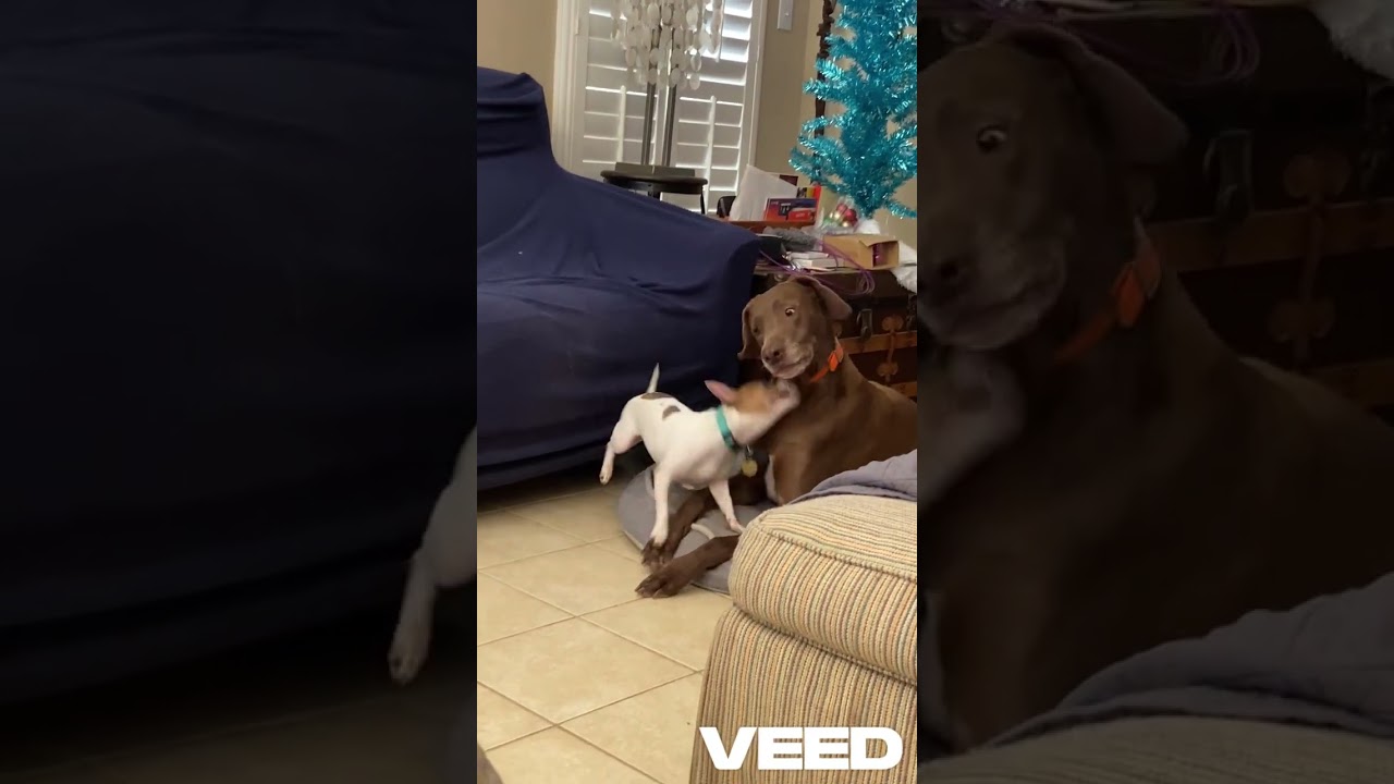 Enlarge Leo, an adopted mixed breed in Putnam, CT video 5/5