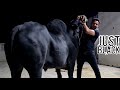 Ali Cattle Farm - Organic Bulls - Fateh Jang Bulls 2024 - Cow Mandi 2024 -Bakra Mandi 2024