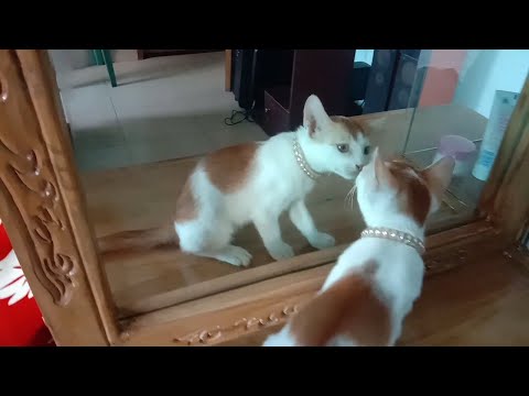 Mirror cat || Puchi cat blog 31- Ahnaf tasin