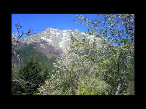 Vitalba - Fiure di Palestina ( JMC)