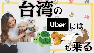 台湾人の優しさは人にだけじゃない／櫻花妹體驗Uber Taiwan「毛孩優步」司機竟然還載過這些動物？