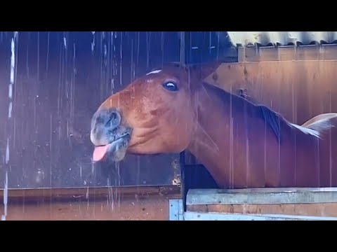Je ne m'attendais pas à ce que ces chevaux soient aussi drôles ! - vidéos d'animaux les plus drôles 2025