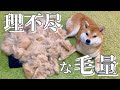 犬の動画のYouTubeサムネイル