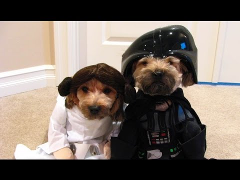 CANI DELL' ALTRO MONDO COMPILATION