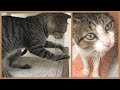 Two Tabby Cat Meowing Loudly Hungry For Attention Not On Food So Cute