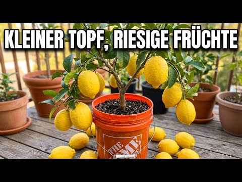 5 Zwerg-Obstbäume für Eimer (kleiner Terrassen-Obstgarten)
