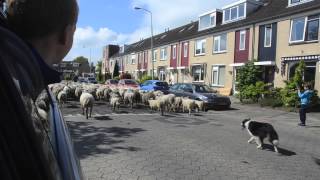 preview picture of video 'Een Kudde Schapen door Pijnacker heen'