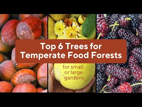 Top 6 Food Forest Trees for Temperate Zones (+ 2 bonuses at the end!)