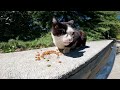 An Adorable One Eyed Tuxedo Cat With The Sweetest Meows For Food