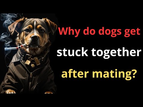 Do Dogs Knot