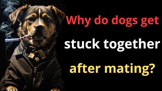 Why do dogs get stuck together after mating