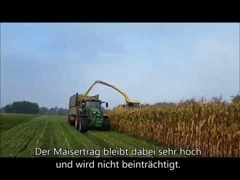 Mais-Untersaat mit Proterra: So wird's gemacht!