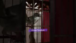 Download lagu Masteran Ciblek Kristal Ngebren Durasi Panjang Speed Rapat Suara Jernih | Kicau Tembak mp3