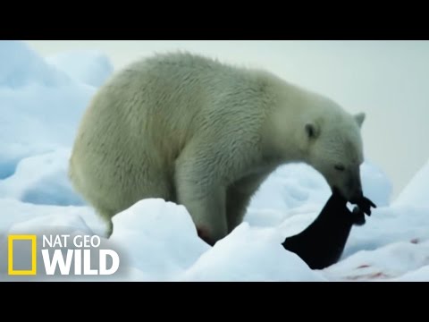 Ours polaire attaque phoque