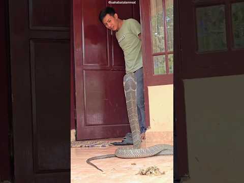 The Most Dangerous Pet In The World? 😳