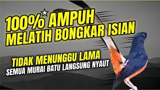 Download lagu PANCINGAN murai batu GACOR FIGHTER melatih emosi bongkar materi, Jadikan burung auto nyamber mp3