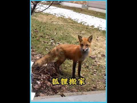 狐狸宝宝被人类偷走，狐狸妈妈冒险将所有幼崽转移到安全的新住所 #animals #狐狸