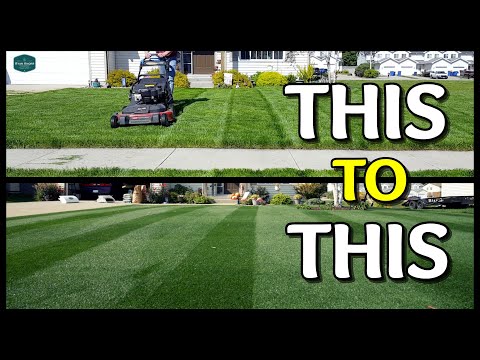 How I TRANSFORMED My Lawn // Tall Cut Grass to Short Cut Grass