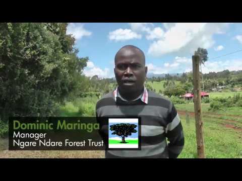 Ngare