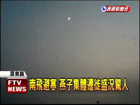 台灣燕子遷徙