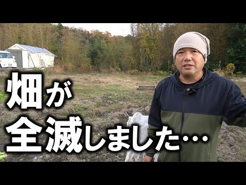 庭にイノシシを近づけないようにする方法は？彼らを傷つけることなく、彼らを撃退し、怖がらせるために機能する6つの解決策  庭園