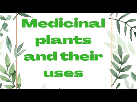 image-What are the 7 Holy herbs?