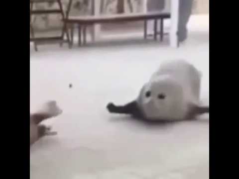 Funny animal videos - Dancing Seal - Awesome