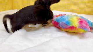 ミニチュアダックスの動画01