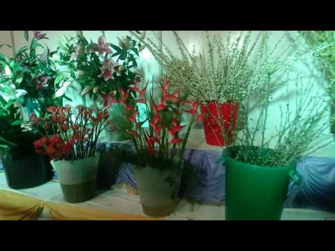 VID 20170124 1059211