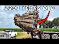 I Spent 213 Hours Turning 2200 Yr Old Wood Into 12 000 Table