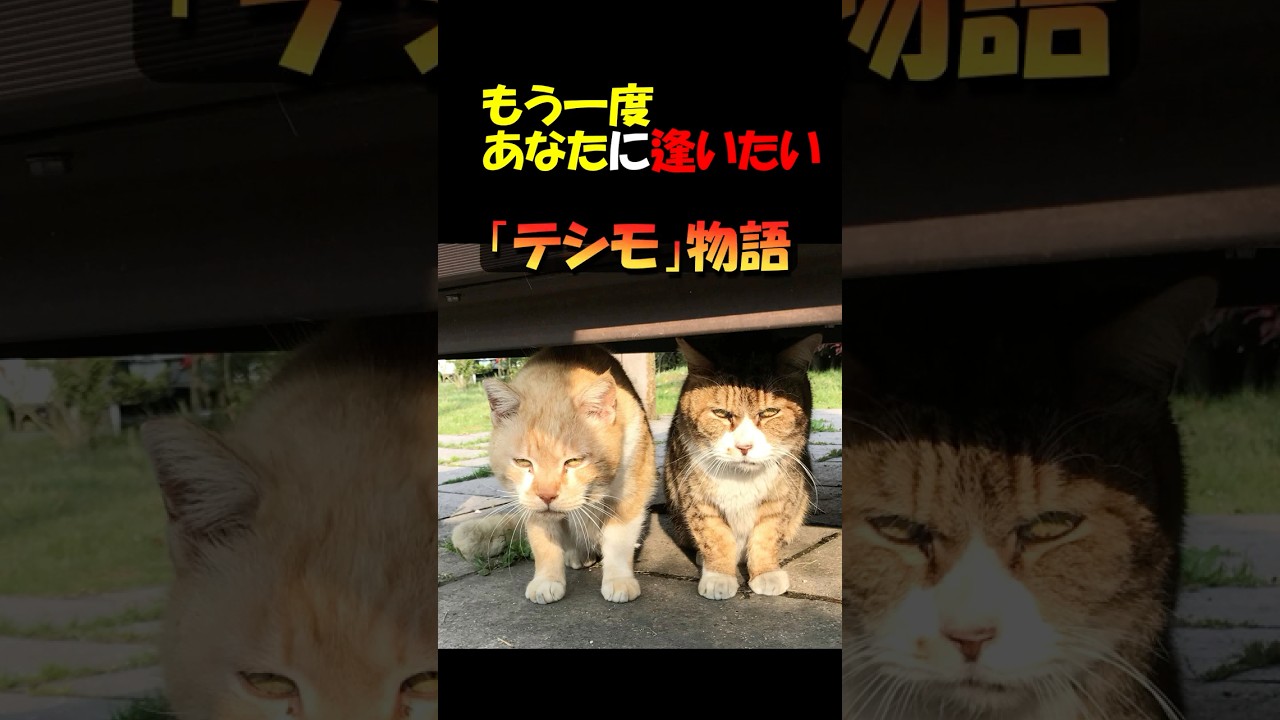 「亡くなって３年...もう一度あなたに逢いたい」　心優しき地域猫😺「テシモ」　人も猫もあなたの事が大好きで、いつも周りには沢山の仲間がいましたね。あなたの事は忘れる事はできません。　#shorts