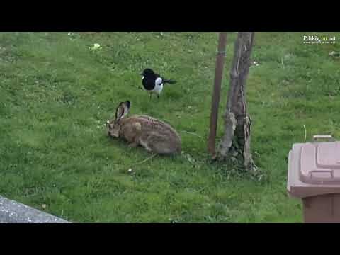 Druženje zajca in srak