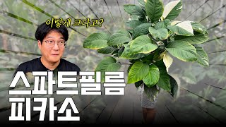 나는야 식물계의 피카소 ㅣ 대형 화분 분갈이 ㅣ스파트필름 피카소