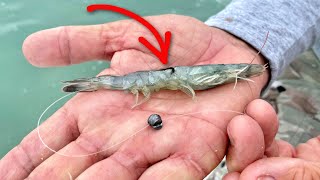 How To Rig Dead Shrimp For Picky Inshore Fish (Bonefish, Redfish, Snook, & More!)