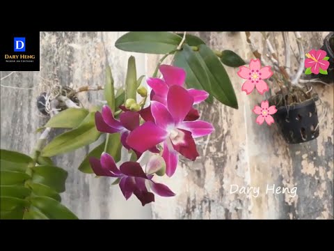 ផ្កាអ័រគីដេ ឬផ្កាកេសកុល | The orchid