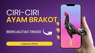 Download lagu Mengenal Ciri Ciri Ayam Brakot Berkualitas Tinggi mp3