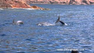 preview picture of video 'Nage avec les Dauphins Girolata Corse'