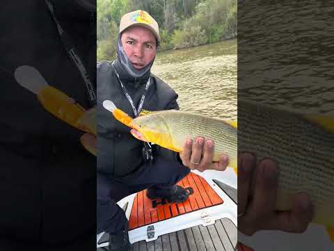 Asi esta La Paz, Entre Rios. Guia Chamu Pesca. #pesca #entrerios #pescador