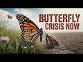 Butterfly Crisis Experts Warn US Midwest Habitats Dying