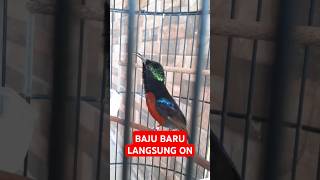 Download lagu Konin Gacor Baru Selesai Ganti Bulu ! Konin Damer Gacor Cek Suara . 31 12 24 #kicaumania mp3 Download lagu Konin Gacor Baru Selesai Ganti Bulu ! Konin Damer Gacor Cek Suara . 31 12 24 #kicaumania mp3