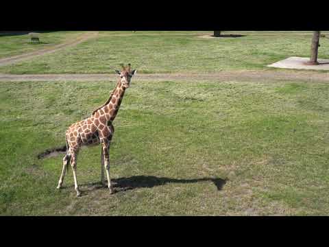 Die Ankunft von Mayla und Dhakija im Serengeti-Park Hodenhagen
