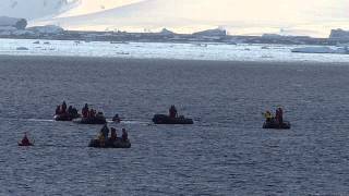 Antarctica   the swim