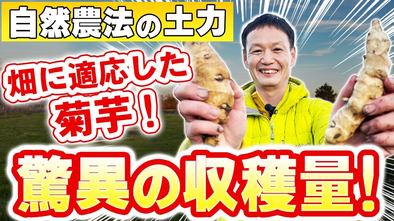 自家採種菊芋と人が集まる自然農園の循環