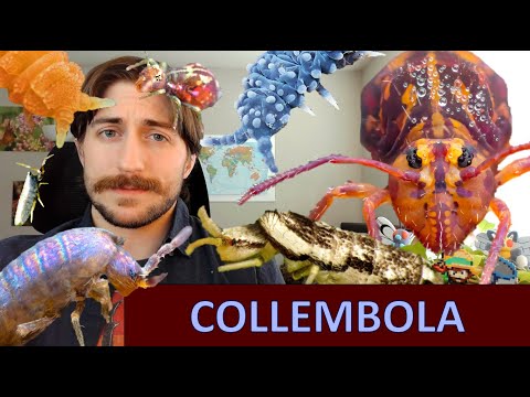 Collembola: The Springtails - Class Spotlight
