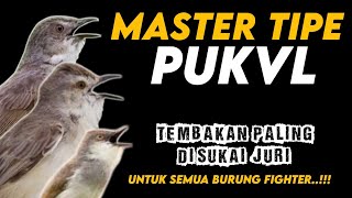 Download lagu MASTERAN TIPE PVKUL  FULL TEMB4K4N MEWAH || Untuk semua burung fighter mp3