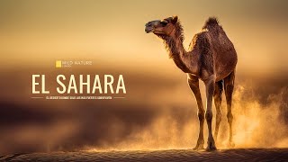 SAHARA - El Desierto Donde Solo los Más Fuertes Sobreviven | Documental Animal