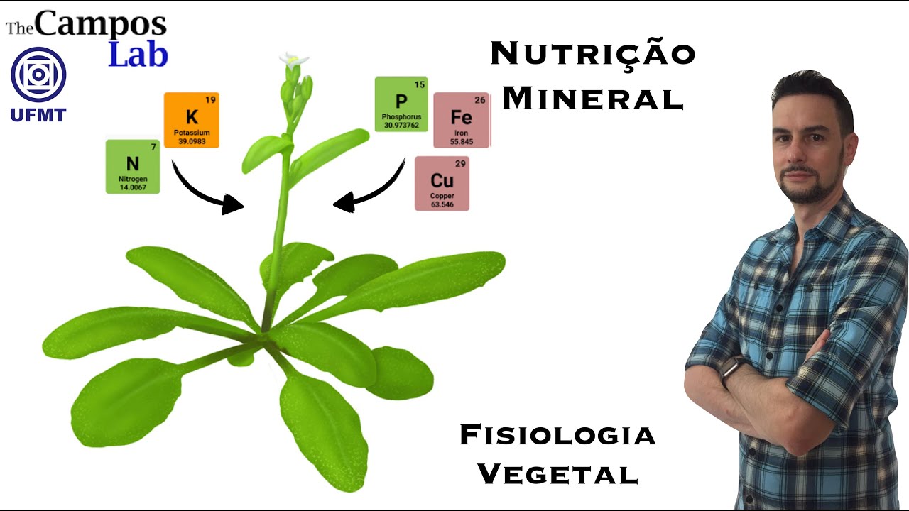 Nutrição Mineral (3/3): Nutrientes além do NPK
