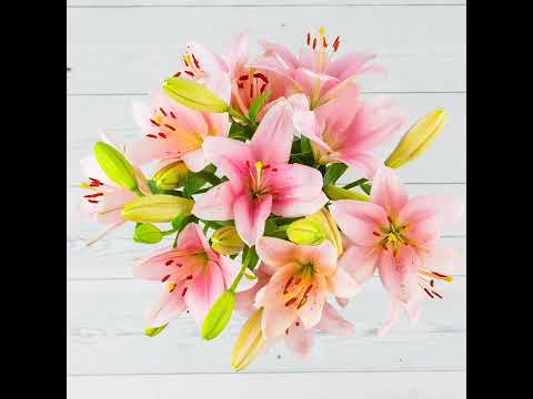 Opened by you - petra slapar