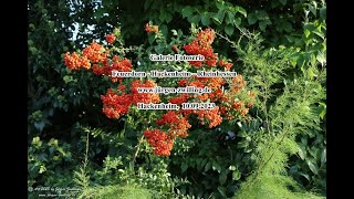 Galerie Fotoserie Feuerdorn Hackenheim Rheinhessen