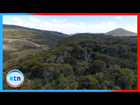 Conservationists accuse government of destroying forests while planting trees